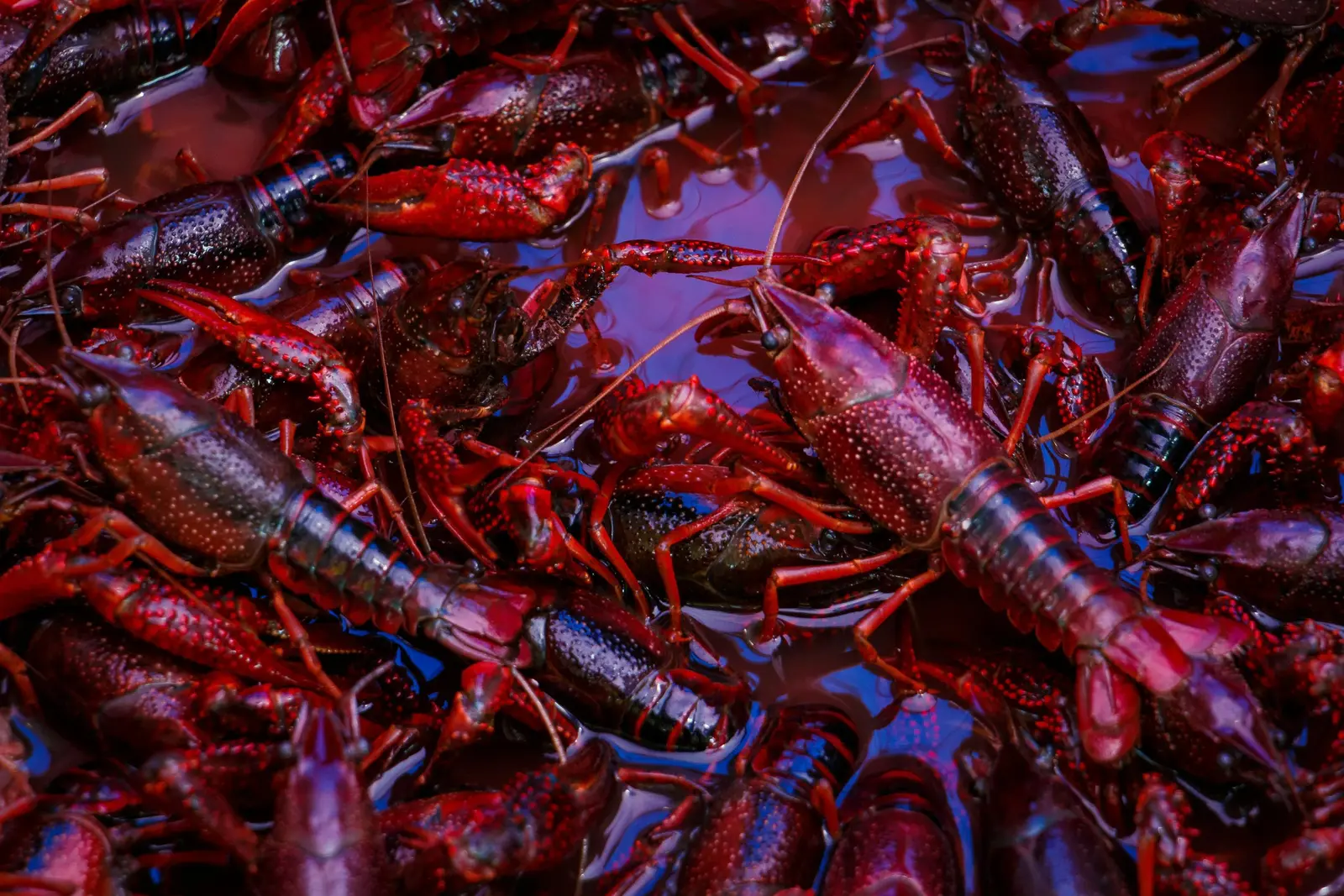 Crayfish shells at the edge of a lake
